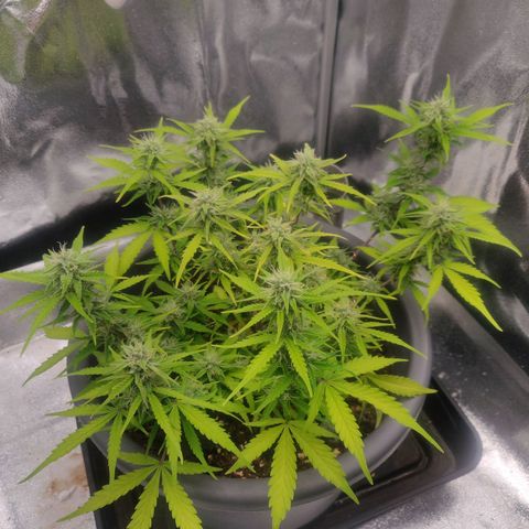 Blueberry Automatic (Done) growlog timeline photo