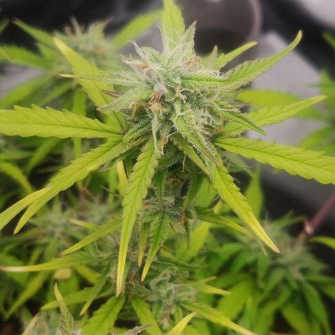 Blueberry Automatic (Done) growlog timeline photo