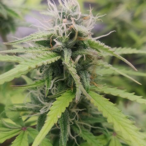 Blueberry Automatic (Done) growlog timeline photo