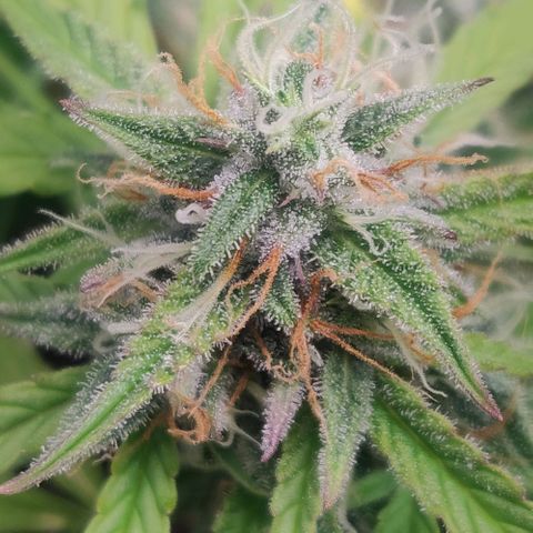 Blueberry Automatic (Done) growlog timeline photo