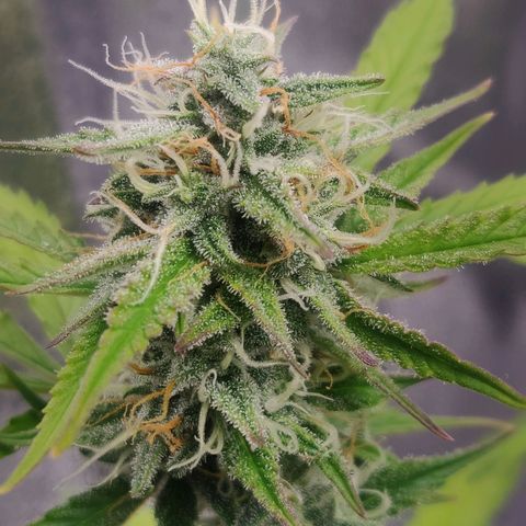 Blueberry Automatic (Done) growlog timeline photo