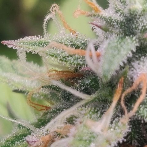 Blueberry Automatic (Done) growlog timeline photo