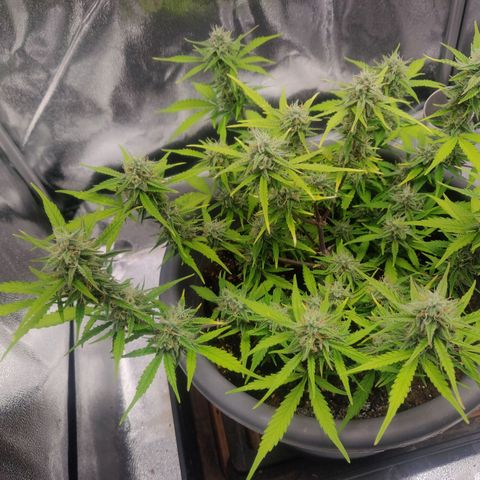 Blueberry Automatic (Done) growlog timeline photo