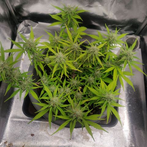 Blueberry Automatic (Done) growlog timeline photo