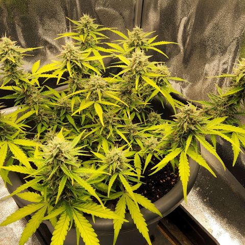 Blueberry Automatic (Done) growlog timeline photo