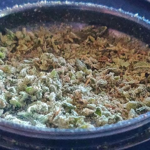 Dark Devil Auto (Done) growlog photo: Dark Devil Auto: 13,72g
Amnesia Haze: 10,49g
Blue Dream'matic: 9,84g
 \/ Gesamt: 33,59g