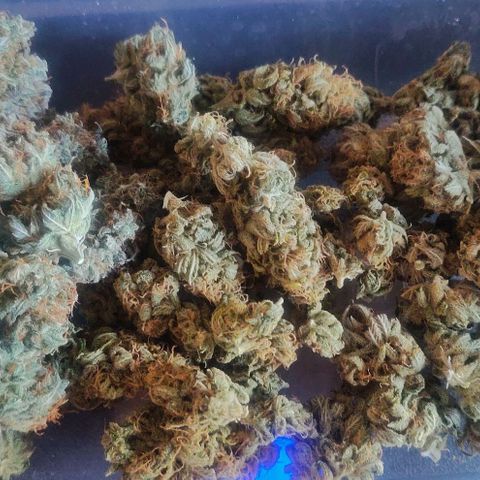 Dark Devil Auto (Done) growlog photo: Dark Devil Auto: 13,72g
Amnesia Haze: 10,49g
Blue Dream'matic: 9,84g
 \/ Gesamt: 33,59g