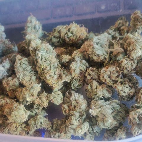 Dark Devil Auto (Done) growlog photo: Dark Devil Auto: 13,72g
Amnesia Haze: 10,49g
Blue Dream'matic: 9,84g
 \/ Gesamt: 33,59g