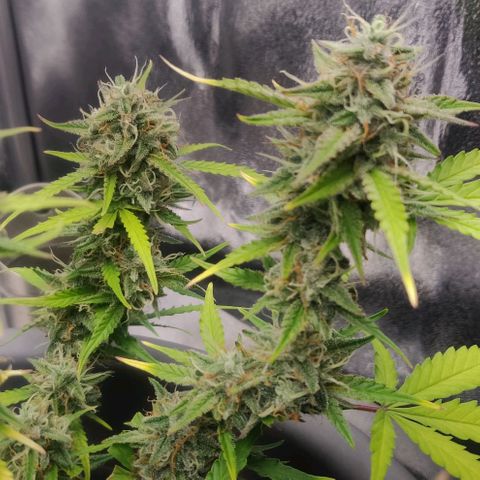 Blueberry Automatic (Done) growlog timeline photo