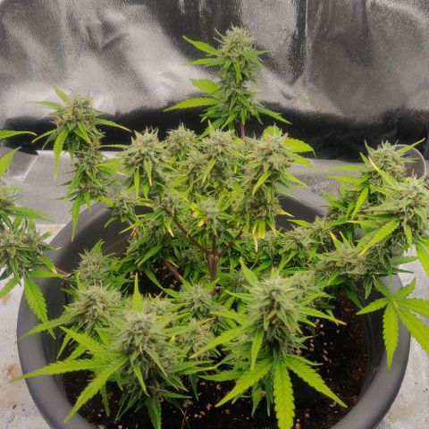 Blueberry Automatic (Done) growlog timeline photo
