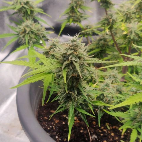 Blueberry Automatic (Done) growlog timeline photo