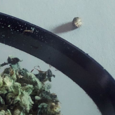 Dark Devil Auto (Done) growlog photo: Dark Devil hat mit beim Grinden noch einen Samen geschenkt, bin jetzt quasi 1 Seed wieder im + bei dem Strain 😍