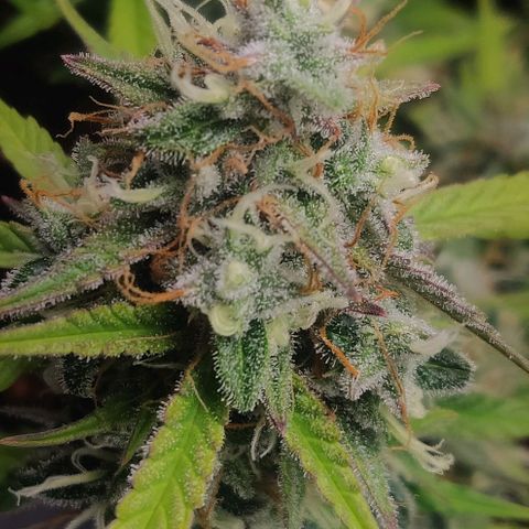 Blueberry Automatic (Done) growlog timeline photo