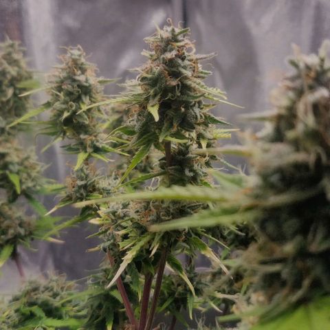 Blueberry Automatic (Done) growlog timeline photo