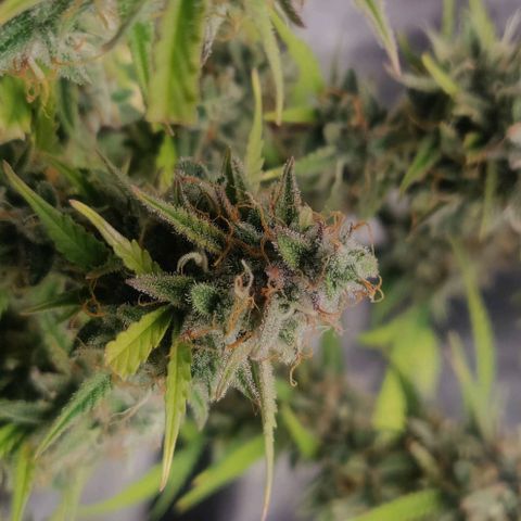 Blueberry Automatic (Done) growlog timeline photo