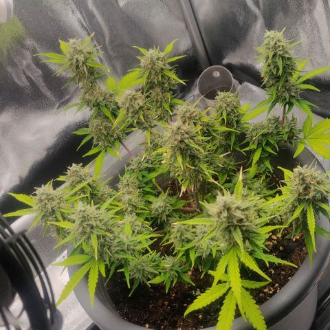 Blueberry Automatic (Done) growlog timeline photo