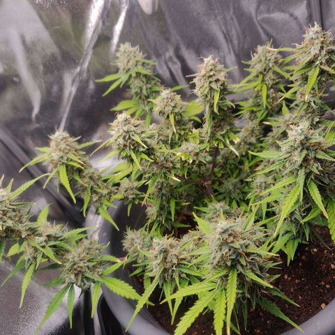 Blueberry Automatic (Done) growlog timeline photo