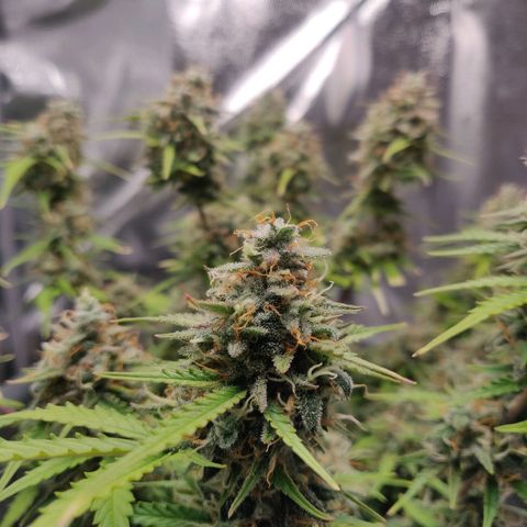 Blueberry Automatic (Done) growlog timeline photo