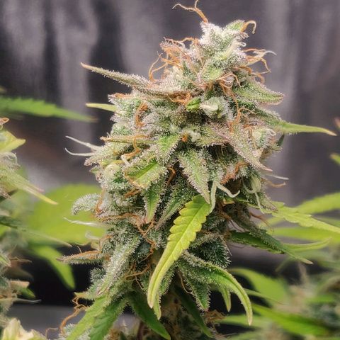 Blueberry Automatic (Done) growlog timeline photo