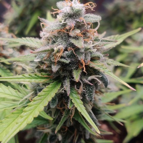 Blueberry Automatic (Done) growlog timeline photo