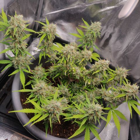 Blueberry Automatic (Done) growlog timeline photo