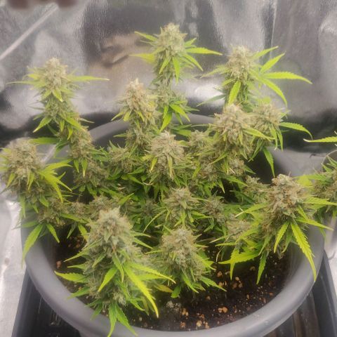 Blueberry Automatic (Done) growlog timeline photo