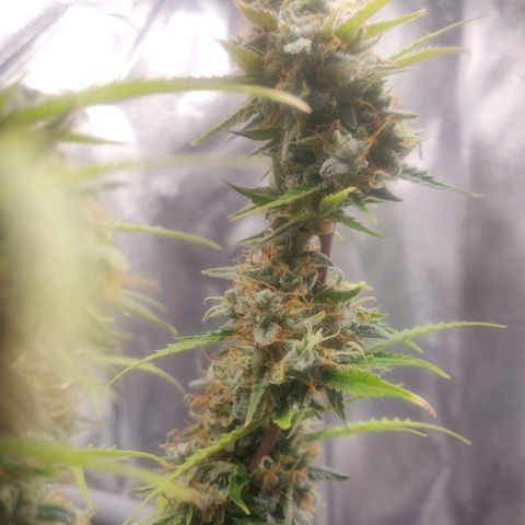 Blueberry Automatic (Done) growlog timeline photo