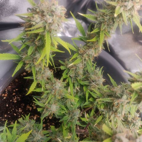 Blueberry Automatic (Done) growlog timeline photo