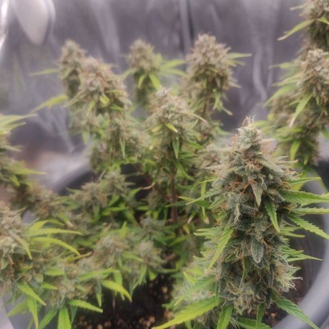 Blueberry Automatic (Done) growlog timeline photo