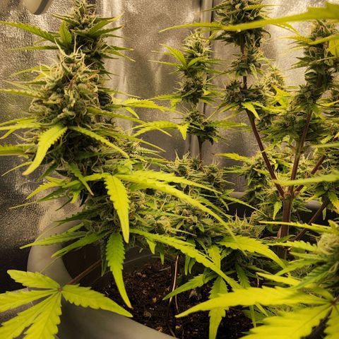 Blueberry Automatic (Done) growlog timeline photo
