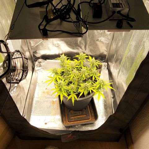 Blueberry Automatic (Done) growlog timeline photo