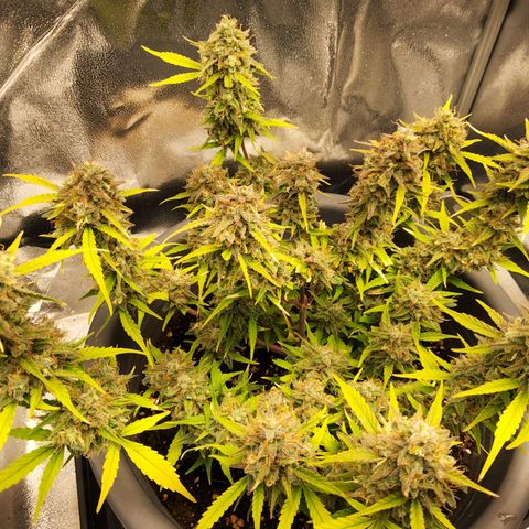 Blueberry Automatic (Done) growlog timeline photo