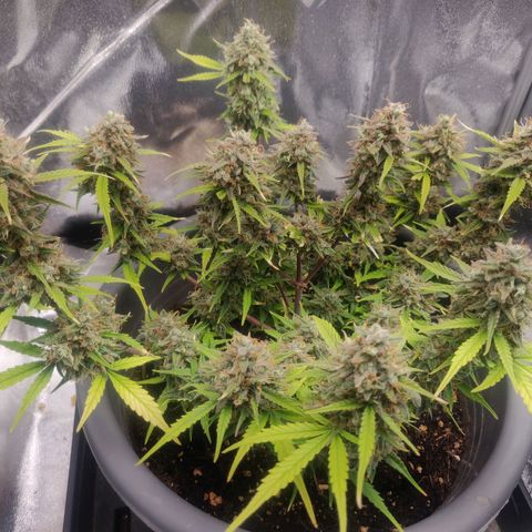 Blueberry Automatic (Done) growlog timeline photo