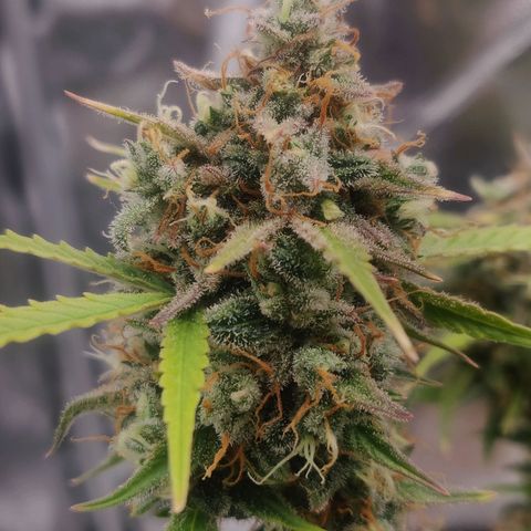 Blueberry Automatic (Done) growlog timeline photo