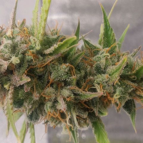Blueberry Automatic (Done) growlog timeline photo