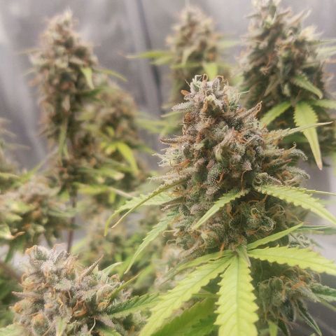 Blueberry Automatic (Done) growlog timeline photo