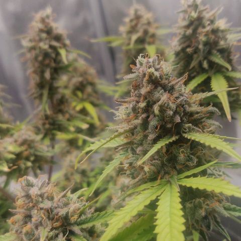 Blueberry Automatic (Done) growlog timeline photo