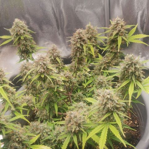Blueberry Automatic (Done) growlog timeline photo