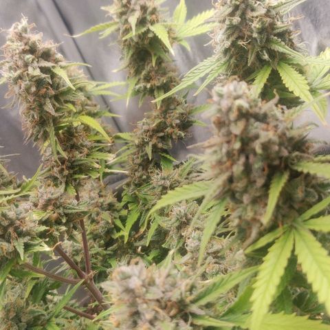 Blueberry Automatic (Done) growlog timeline photo