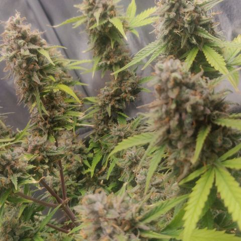 Blueberry Automatic (Done) growlog timeline photo