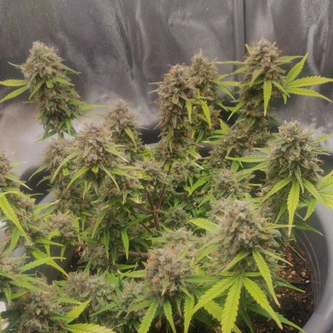Blueberry Automatic (Done) growlog timeline photo