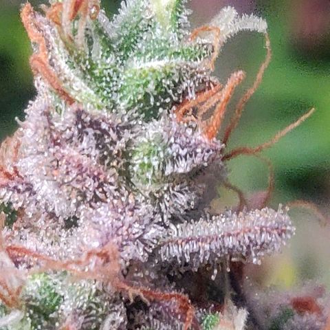 Blueberry Automatic (Done) growlog photo: Chopping Day 🥳
