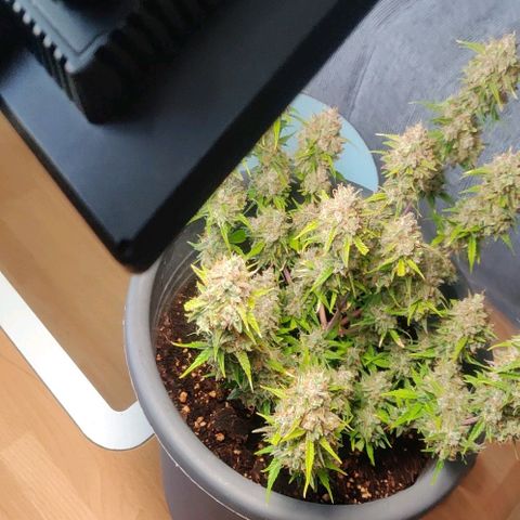 Blueberry Automatic (Done) growlog photo: Chopping Day 🥳