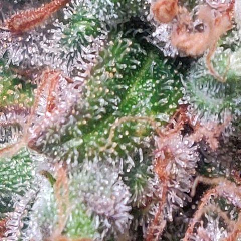 Blueberry Automatic (Done) growlog photo: Chopping Day 🥳