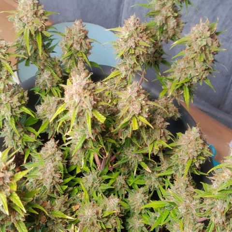 Blueberry Automatic (Done) growlog photo: Chopping Day 🥳