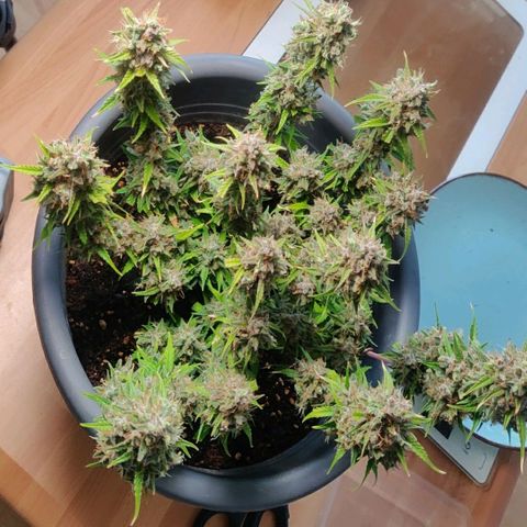 Blueberry Automatic (Done) growlog photo: Chopping Day 🥳
