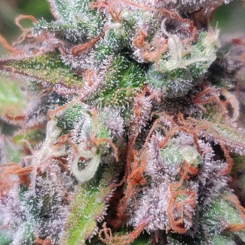 Blueberry Automatic (Done) growlog photo: Chopping Day 🥳