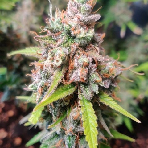 Blueberry Automatic (Done) growlog photo: Chopping Day 🥳