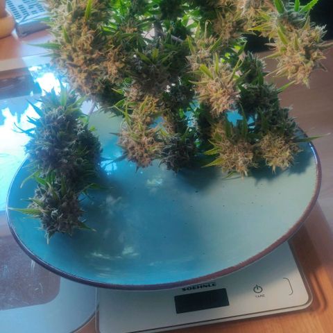 Blueberry Automatic (Done) growlog photo: 177G Nassgewicht