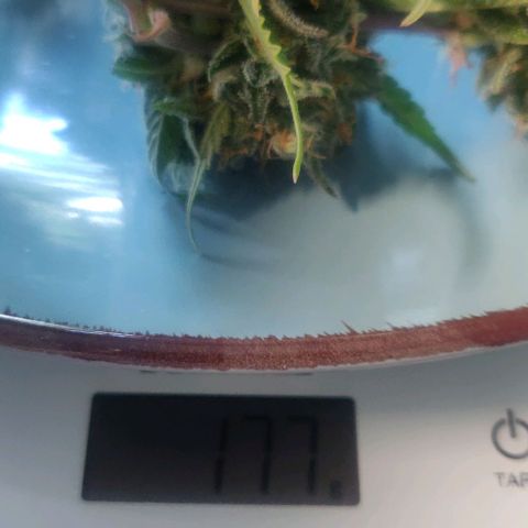 Blueberry Automatic (Done) growlog photo: 177G Nassgewicht